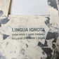 LINGUA IGNOTA - ASHBLOTTER TOTE (STUDIO ED PRE-ORDER)